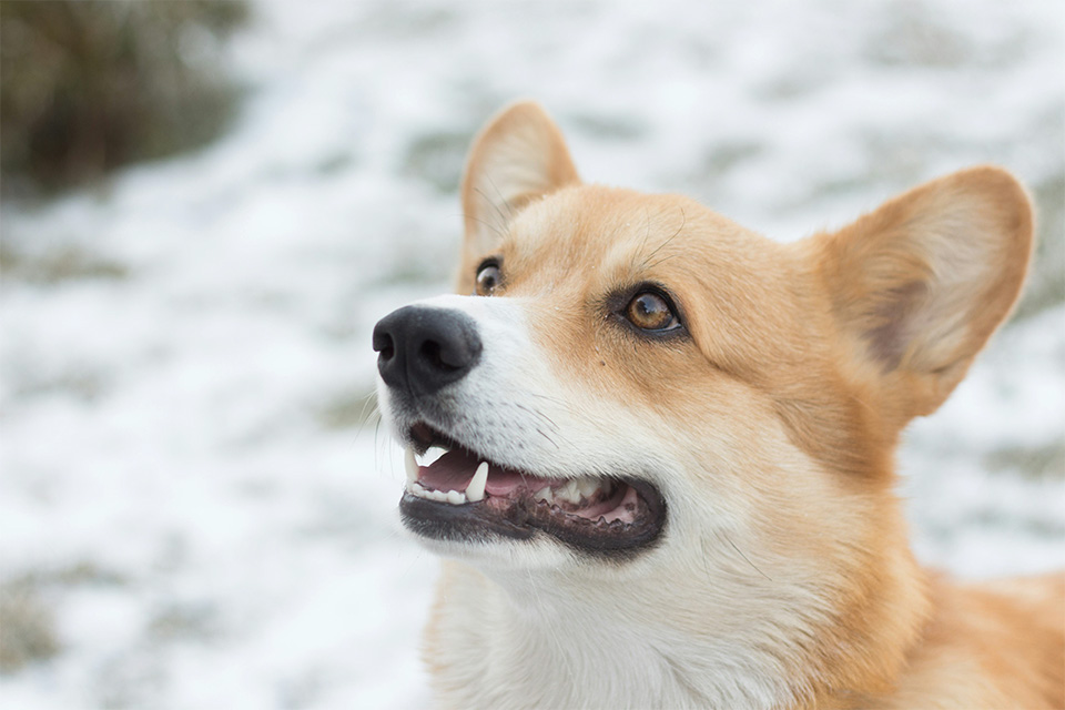 【注意喚起】災害に備える！愛犬と飼い主の安全を守るための対策法