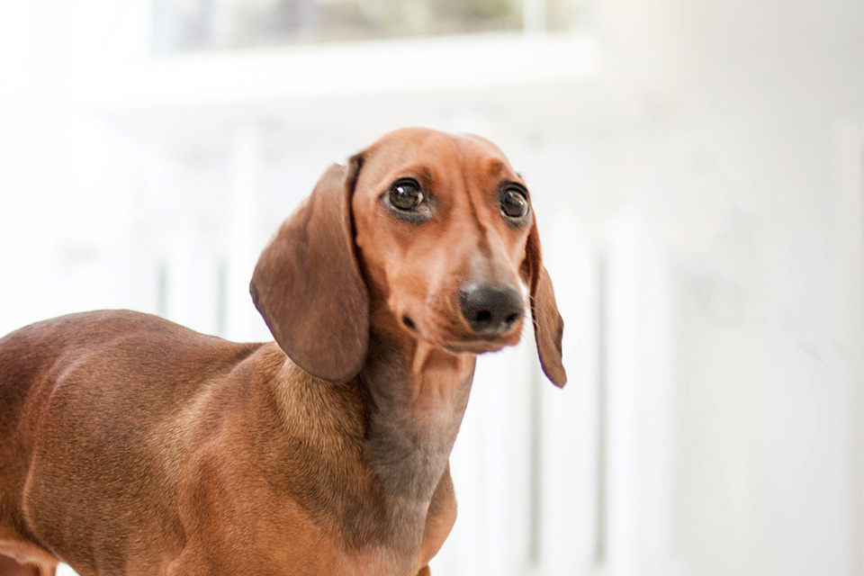 【必見！】ペットとの会話で信頼を築こう！愛犬とのコミュニケーションの重要性