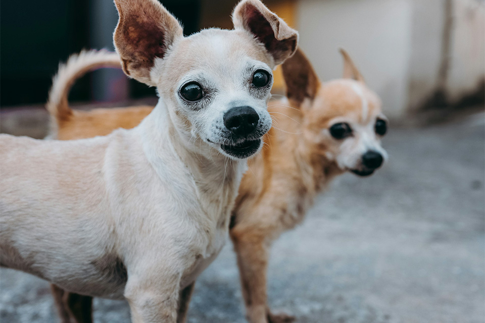 犬の専門家が監修！愛犬の口腔ケアについて知っておきたい重要なポイント