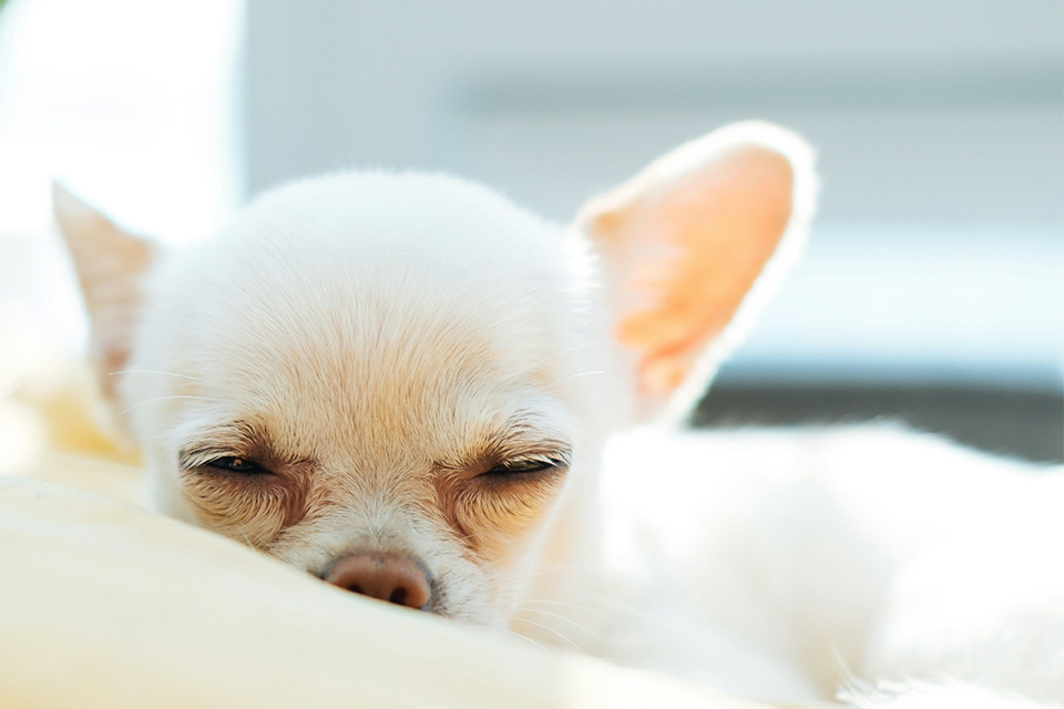 疲れた犬の行動パターンとその原因とは【犬の専門家が解説】