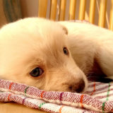 愛犬と一緒に受講するドッグトレーニングから、犬のしつけ、お散歩代行、LINE無料相談、ドッグホテル、ドッグ幼稚園、世田谷を中心に東京23区、神奈川、埼玉へ出張ドッグトレーニングサービスを提供しております。