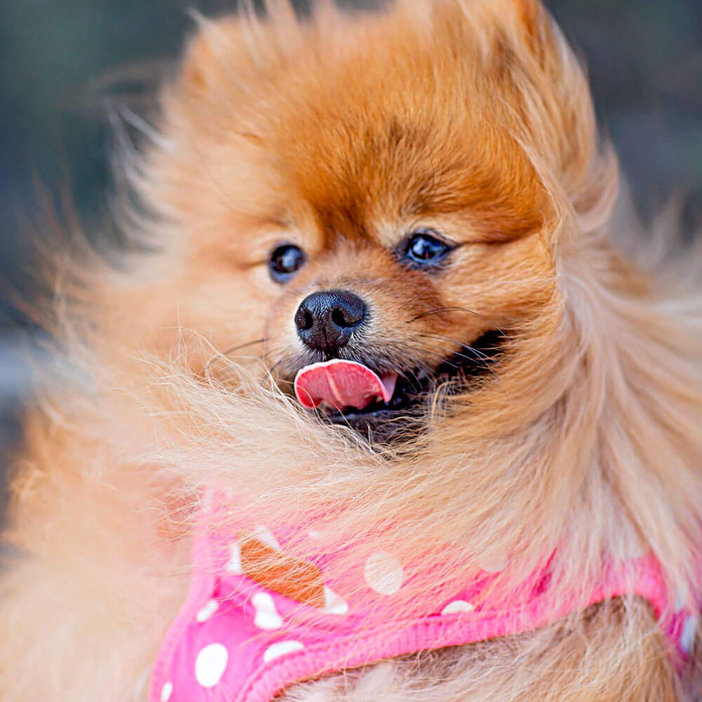 ポメラニアン Pomeranian 7歳6ヵ月 オス世田谷区と文京区でドッグトレーニングと犬しつけを受講いただいたお客様の声をご紹介します。 