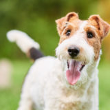 世田谷区と文京区で愛犬と一緒に受講するドッグトレーニングから、プロトレーナーによるトイレのしつけ、マナー他、ご自宅までお伺いする出張ドッグトレーニングサービス、お散歩代行、LINE無料相談、ドッグホテル、ドッグ幼稚園、短期間お預かりトレーニング、初回カウンセリングご相談後オリジナルメニューをお作りいたします。犬のしつけハグ