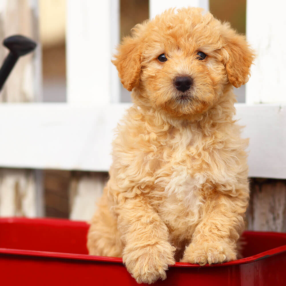 トイプードル Toy Poodle 1歳3ヵ月 オス 世田谷区と文京区でドッグトレーニングと犬しつけを受講いただいたお客様の声をご紹介します。
