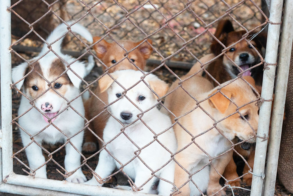 初心者、初めての犬、子犬、ドッグブリーダー動物愛護団体等の購入方法についてのご相談は東京の世田谷区と文京区のプロドッグトレーナー24時間常駐の犬のしつけハグまでAnimal_protection_team