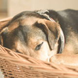 愛犬と一緒に受講するドッグトレーニングから、犬のしつけ、お散歩代行、LINE無料相談、ドッグホテル、ドッグ幼稚園、世田谷を中心に東京23区、神奈川、埼玉へ出張ドッグトレーニングサービスを提供しております。