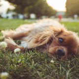 愛犬と一緒に受講するドッグトレーニングから、犬のしつけ、お散歩代行、LINE無料相談、ドッグホテル、ドッグ幼稚園、世田谷を中心に東京23区、神奈川、埼玉へ出張ドッグトレーニングサービスを提供しております。