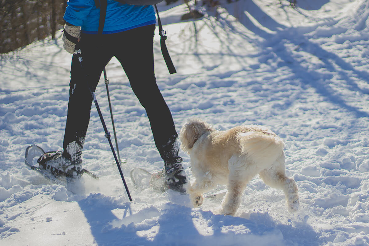 冬 犬 の 散歩