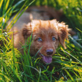 愛犬と一緒に受講するドッグトレーニングから、犬のしつけ、お散歩代行、LINE無料相談、ドッグホテル、ドッグ幼稚園、世田谷を中心に東京23区、神奈川、埼玉へ出張ドッグトレーニングサービスを提供しております。