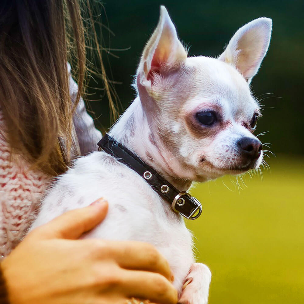 チワワ Chihuahua 1歳5ヵ月 世田谷区と文京区でドッグトレーニングと犬しつけを受講いただいたお客様の声をご紹介します。