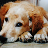 愛犬と一緒に受講するドッグトレーニングから、犬のしつけ、お散歩代行、LINE無料相談、ドッグホテル、ドッグ幼稚園、世田谷を中心に東京23区、神奈川、埼玉へ出張ドッグトレーニングサービスを提供しております。