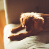 愛犬と一緒に受講するドッグトレーニングから、犬のしつけ、お散歩代行、LINE無料相談、ドッグホテル、ドッグ幼稚園、世田谷を中心に東京23区、神奈川、埼玉へ出張ドッグトレーニングサービスを提供しております。