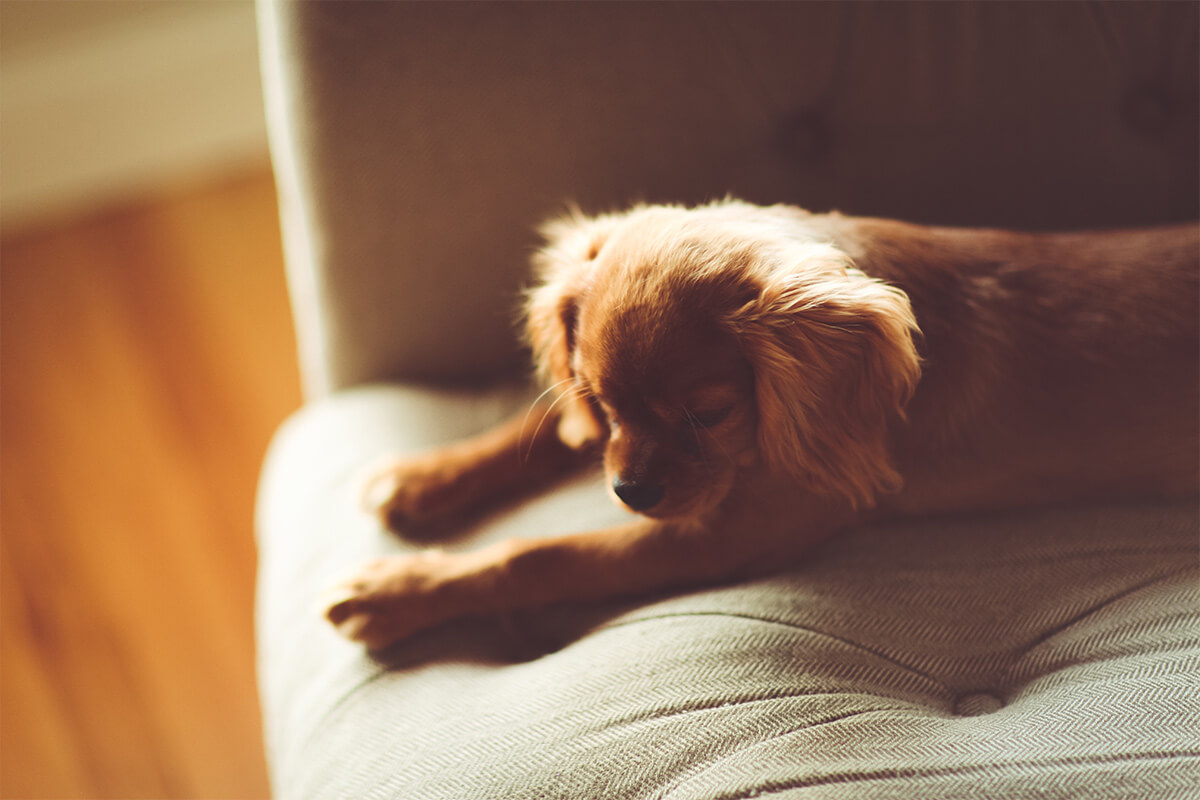 要求吠えと警戒吠え どうすればいいの 犬のしつけハグ