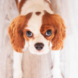 愛犬と一緒に受講するドッグトレーニングから、犬のしつけ、お散歩代行、LINE無料相談、ドッグホテル、ドッグ幼稚園、世田谷を中心に東京23区、神奈川、埼玉へ出張ドッグトレーニングサービスを提供しております。