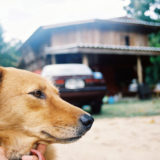 愛犬と一緒に受講するドッグトレーニングから、犬のしつけ、お散歩代行、LINE無料相談、ドッグホテル、ドッグ幼稚園、世田谷を中心に東京23区、神奈川、埼玉へ出張ドッグトレーニングサービスを提供しております。