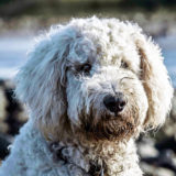 愛犬と一緒に受講するドッグトレーニングから、犬のしつけ、お散歩代行、LINE無料相談、ドッグホテル、ドッグ幼稚園、世田谷を中心に東京23区、神奈川、埼玉へ出張ドッグトレーニングサービスを提供しております。