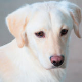 愛犬と一緒に受講するドッグトレーニングから、犬のしつけ、お散歩代行、LINE無料相談、ドッグホテル、ドッグ幼稚園、世田谷を中心に東京23区、神奈川、埼玉へ出張ドッグトレーニングサービスを提供しております。