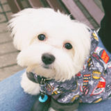 愛犬と一緒に受講するドッグトレーニングから、犬のしつけ、お散歩代行、LINE無料相談、ドッグホテル、ドッグ幼稚園、世田谷を中心に東京23区、神奈川、埼玉へ出張ドッグトレーニングサービスを提供しております。