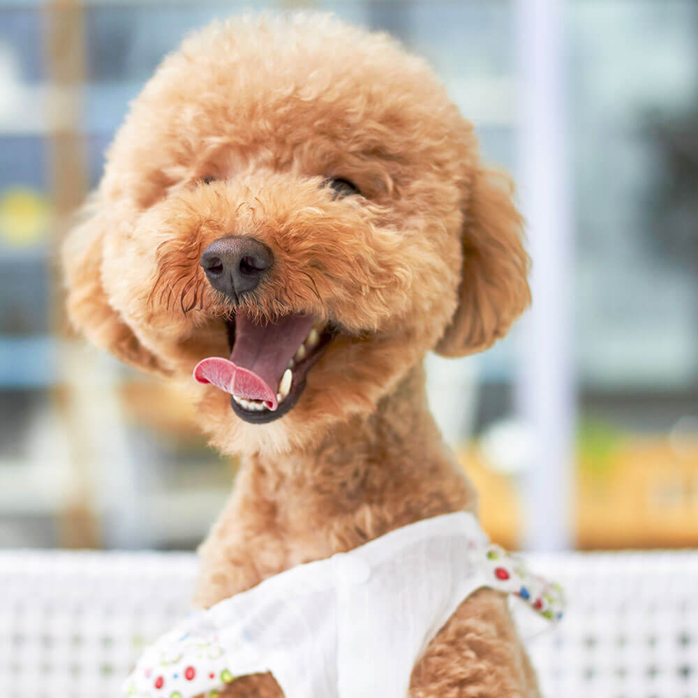 トイプードル Toy Poodle 6ヵ月 オス世田谷区と文京区でドッグトレーニングと犬しつけを受講いただいたお客様の声をご紹介します。 