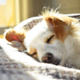 愛犬と一緒に受講するドッグトレーニングから、犬のしつけ、お散歩代行、LINE無料相談、ドッグホテル、ドッグ幼稚園、世田谷を中心に東京23区、神奈川、埼玉へ出張ドッグトレーニングサービスを提供しております。