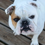 愛犬と一緒に受講するドッグトレーニングから、犬のしつけ、お散歩代行、LINE無料相談、ドッグホテル、ドッグ幼稚園、世田谷を中心に東京23区、神奈川、埼玉へ出張ドッグトレーニングサービスを提供しております。