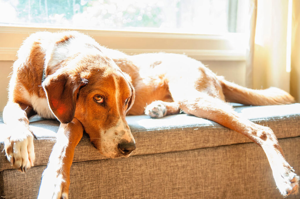 愛犬と一緒に受講するドッグトレーニングから、犬のしつけ、お散歩代行、LINE無料相談、ドッグホテル、ドッグ幼稚園、世田谷を中心に東京23区、神奈川、埼玉へ出張ドッグトレーニングサービスを提供しております。