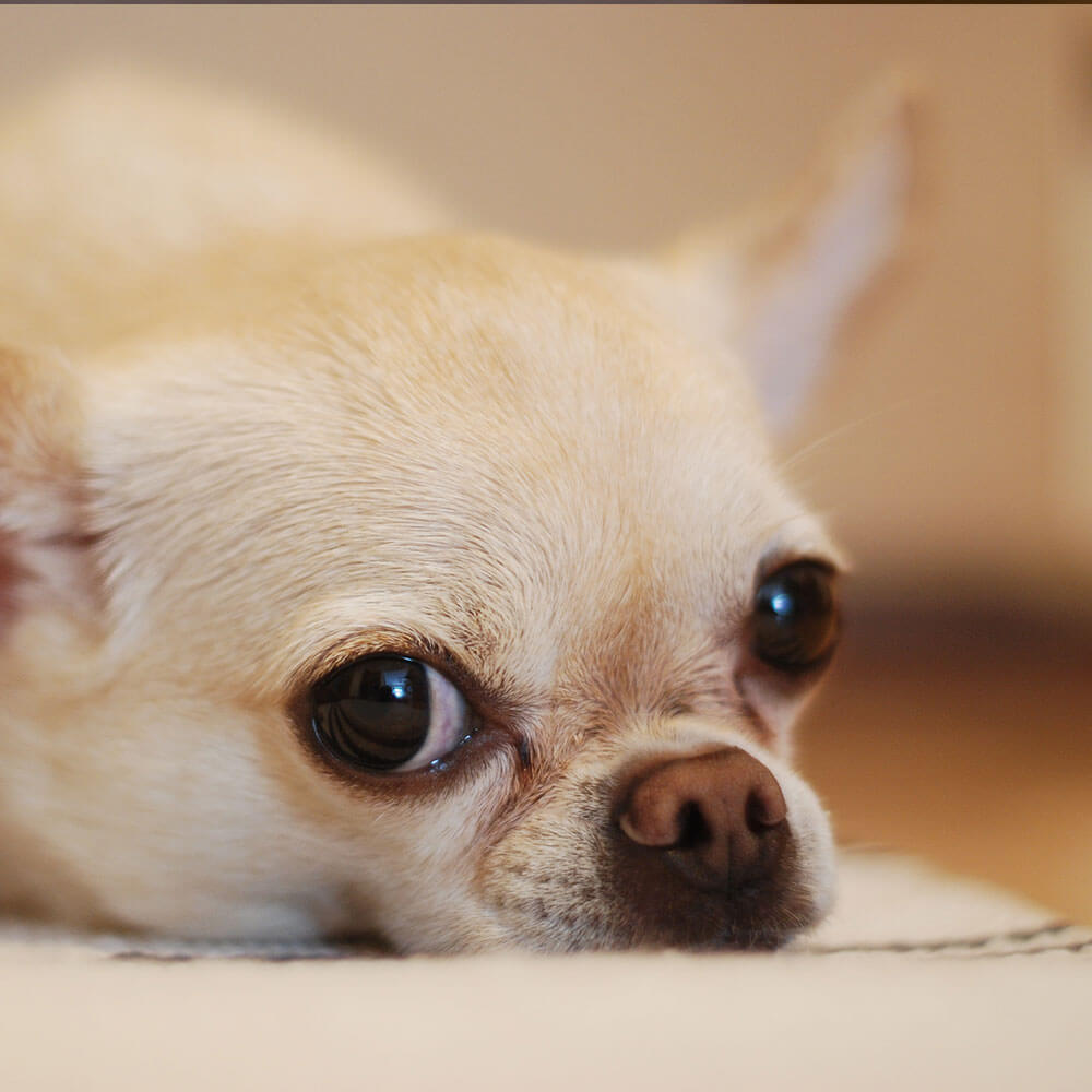 チワワ Chihuahua 2歳10ヵ月 メス 世田谷区と文京区でドッグトレーニングと犬しつけを受講いただいたお客様の声をご紹介します。