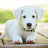 愛犬と一緒に受講するドッグトレーニングから、犬のしつけ、お散歩代行、LINE無料相談、ドッグホテル、ドッグ幼稚園、世田谷を中心に東京23区、神奈川、埼玉へ出張ドッグトレーニングサービスを提供しております。