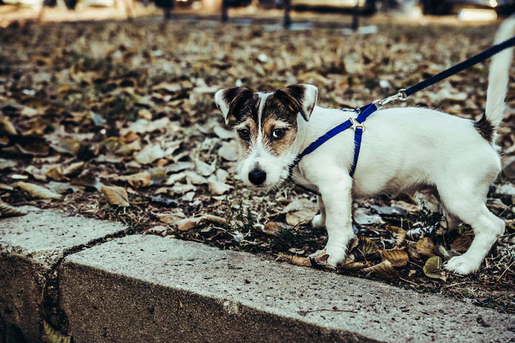 怖い思いをした、リードが嫌い、愛犬のお散歩トレーニングにお悩みでしたら東京の世田谷区と文京区でドッグトレーニング、犬のしつけハグでご相談ください。無料LINE相談も！