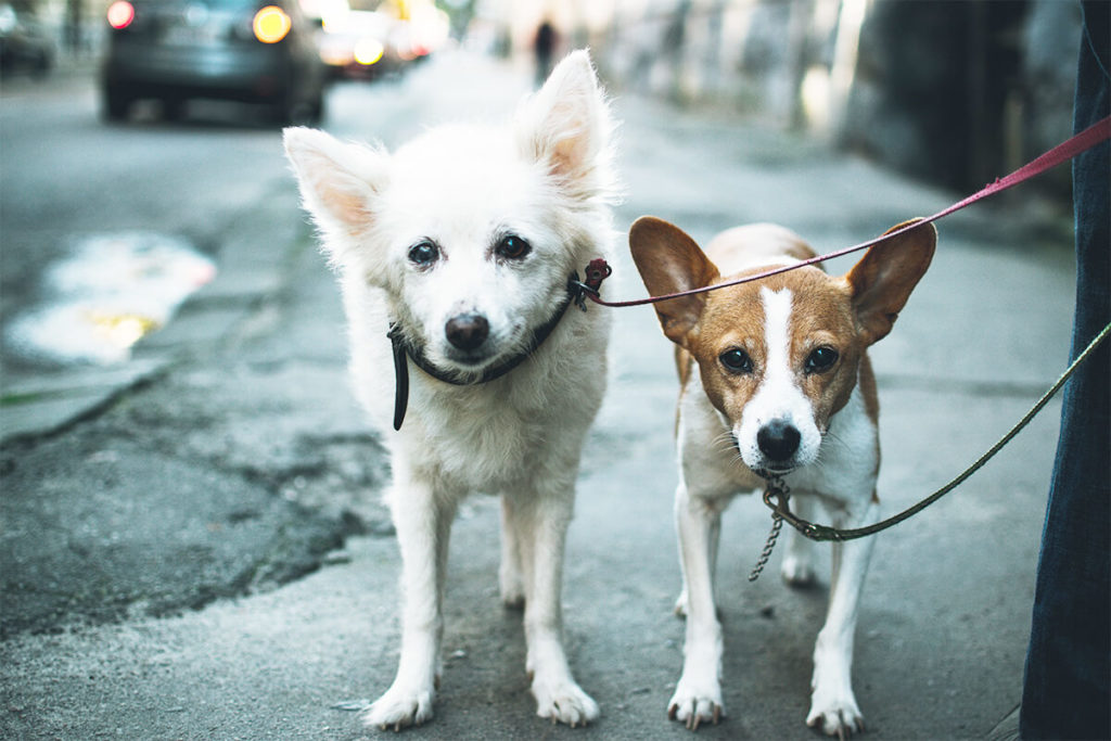 愛犬と一緒に受講するドッグトレーニングから、犬のしつけ、お散歩代行、LINE無料相談、ドッグホテル、ドッグ幼稚園、世田谷を中心に東京23区、神奈川、埼玉へ出張ドッグトレーニングサービスを提供しております。