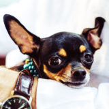 愛犬と一緒に受講するドッグトレーニングから、犬のしつけ、お散歩代行、LINE無料相談、ドッグホテル、ドッグ幼稚園、世田谷を中心に東京23区、神奈川、埼玉へ出張ドッグトレーニングサービスを提供しております。