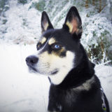 愛犬と一緒に受講するドッグトレーニングから、犬のしつけ、お散歩代行、LINE無料相談、ドッグホテル、ドッグ幼稚園、世田谷を中心に東京23区、神奈川、埼玉へ出張ドッグトレーニングサービスを提供しております。