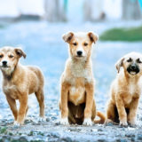 愛犬と一緒に受講するドッグトレーニングから、犬のしつけ、お散歩代行、LINE無料相談、ドッグホテル、ドッグ幼稚園、世田谷を中心に東京23区、神奈川、埼玉へ出張ドッグトレーニングサービスを提供しております。