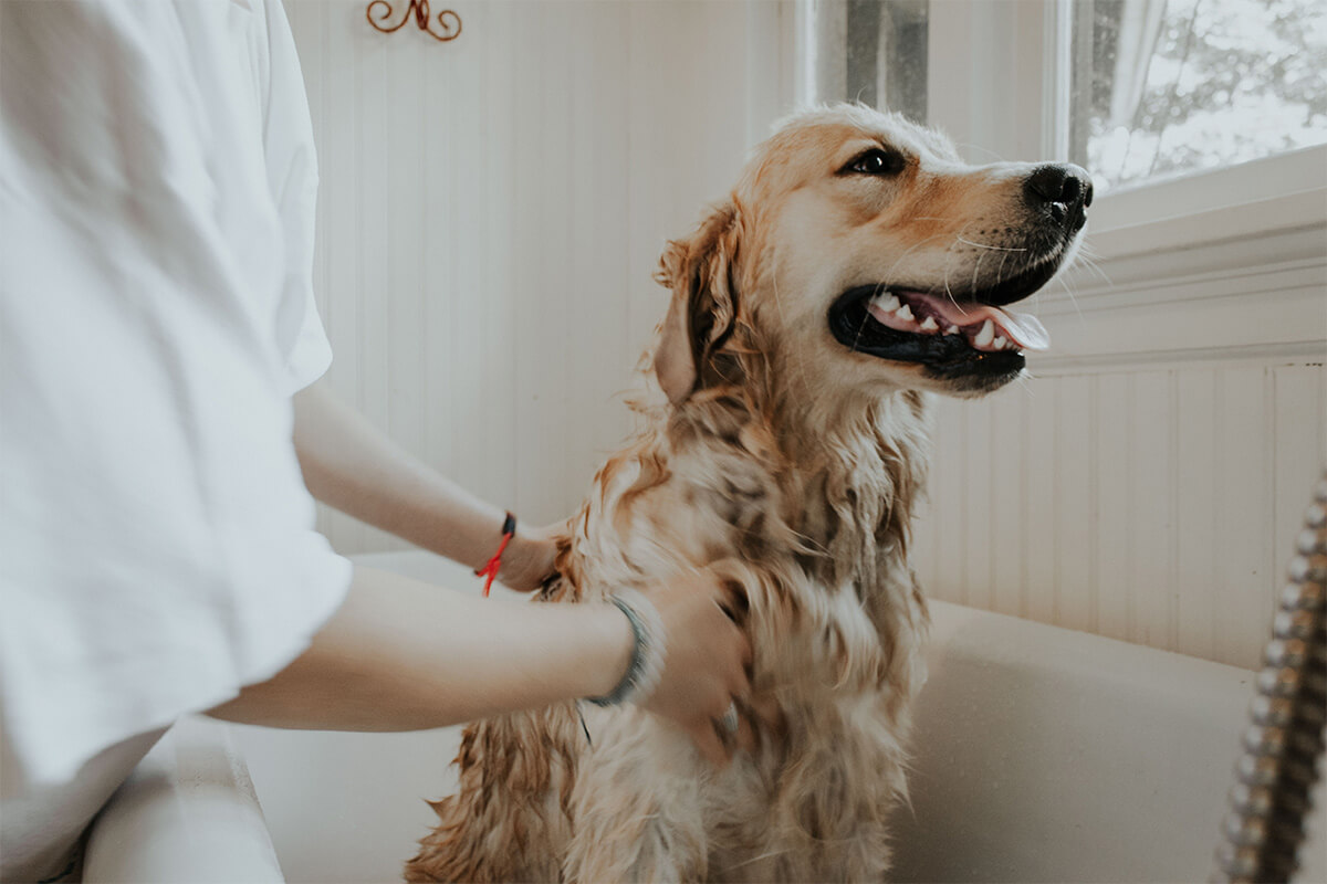 犬のシャンプーの仕方のコツと頻度とシャンプー時の注意点 犬のしつけハグ