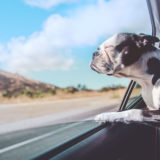 愛犬と一緒に受講するドッグトレーニングから、犬のしつけ、お散歩代行、LINE無料相談、ドッグホテル、ドッグ幼稚園、世田谷を中心に東京23区、神奈川、埼玉へ出張ドッグトレーニングサービスを提供しております。