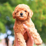 愛犬と一緒に受講するドッグトレーニングから、犬のしつけ、お散歩代行、LINE無料相談、ドッグホテル、ドッグ幼稚園、世田谷を中心に東京23区、神奈川、埼玉へ出張ドッグトレーニングサービスを提供しております。