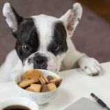 愛犬と一緒に受講するドッグトレーニングから、犬のしつけ、お散歩代行、LINE無料相談、ドッグホテル、ドッグ幼稚園、世田谷を中心に東京23区、神奈川、埼玉へ出張ドッグトレーニングサービスを提供しております。