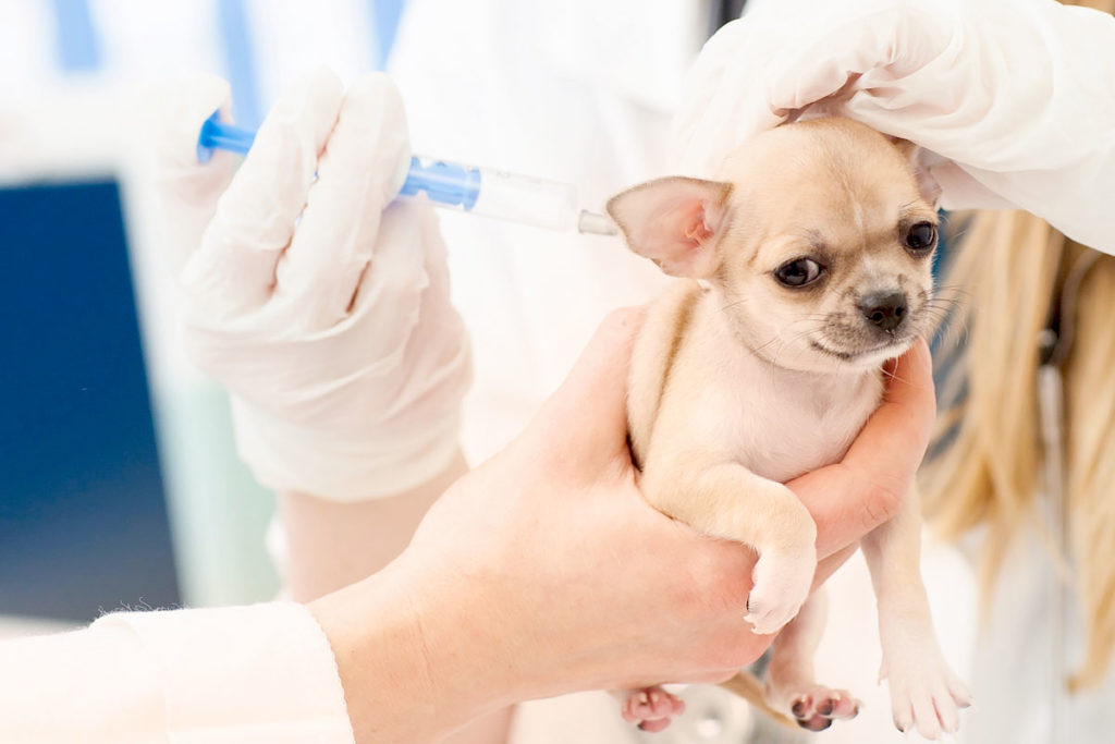 はじめてチワワ犬を飼うときに知っておきたい大事な事、動物病院で予防接種を受ける 狂犬病予防接種