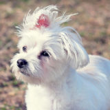 愛犬と一緒に受講するドッグトレーニングから、犬のしつけ、お散歩代行、LINE無料相談、ドッグホテル、ドッグ幼稚園、世田谷を中心に東京23区、神奈川、埼玉へ出張ドッグトレーニングサービスを提供しております。