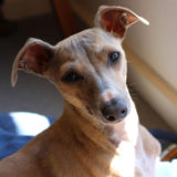 愛犬と一緒に受講するドッグトレーニングから、犬のしつけ、お散歩代行、LINE無料相談、ドッグホテル、ドッグ幼稚園、世田谷を中心に東京23区、神奈川、埼玉へ出張ドッグトレーニングサービスを提供しております。