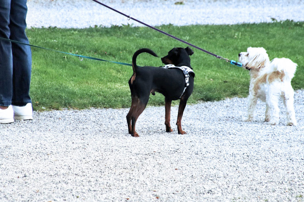 公共の場では、リードをするのはマナーです。お散歩の時は必ずリードをつけましょう。マルチーズ犬 Maltese