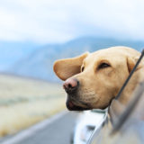 愛犬と一緒に受講するドッグトレーニングから、犬のしつけ、お散歩代行、LINE無料相談、ドッグホテル、ドッグ幼稚園、世田谷を中心に東京23区、神奈川、埼玉へ出張ドッグトレーニングサービスを提供しております。