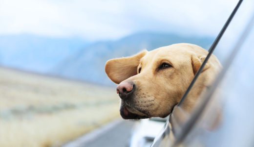【ドックトレーナー監修】犬の健康管理は飼い主の仕事