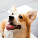 愛犬と一緒に受講するドッグトレーニングから、犬のしつけ、お散歩代行、LINE無料相談、ドッグホテル、ドッグ幼稚園、世田谷を中心に東京23区、神奈川、埼玉へ出張ドッグトレーニングサービスを提供しております。