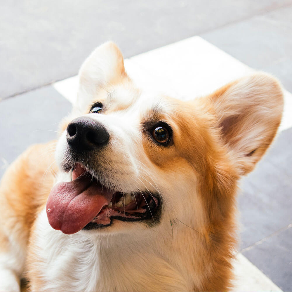 コーギー Corgi 6ヵ月 オス 世田谷区と文京区でドッグトレーニングと犬しつけを受講いただいたお客様の声をご紹介します。