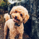 愛犬と一緒に受講するドッグトレーニングから、犬のしつけ、お散歩代行、LINE無料相談、ドッグホテル、ドッグ幼稚園、世田谷を中心に東京23区、神奈川、埼玉へ出張ドッグトレーニングサービスを提供しております。