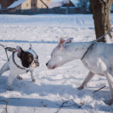 愛犬と一緒に受講するドッグトレーニングから、犬のしつけ、お散歩代行、LINE無料相談、ドッグホテル、ドッグ幼稚園、世田谷を中心に東京23区、神奈川、埼玉へ出張ドッグトレーニングサービスを提供しております。