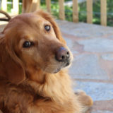 愛犬と一緒に受講するドッグトレーニングから、犬のしつけ、お散歩代行、LINE無料相談、ドッグホテル、ドッグ幼稚園、世田谷を中心に東京23区、神奈川、埼玉へ出張ドッグトレーニングサービスを提供しております。