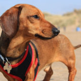 愛犬と一緒に受講するドッグトレーニングから、犬のしつけ、お散歩代行、LINE無料相談、ドッグホテル、ドッグ幼稚園、世田谷を中心に東京23区、神奈川、埼玉へ出張ドッグトレーニングサービスを提供しております。