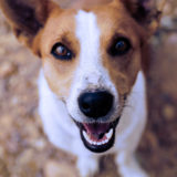 愛犬と一緒に受講するドッグトレーニングから、犬のしつけ、お散歩代行、LINE無料相談、ドッグホテル、ドッグ幼稚園、世田谷を中心に東京23区、神奈川、埼玉へ出張ドッグトレーニングサービスを提供しております。